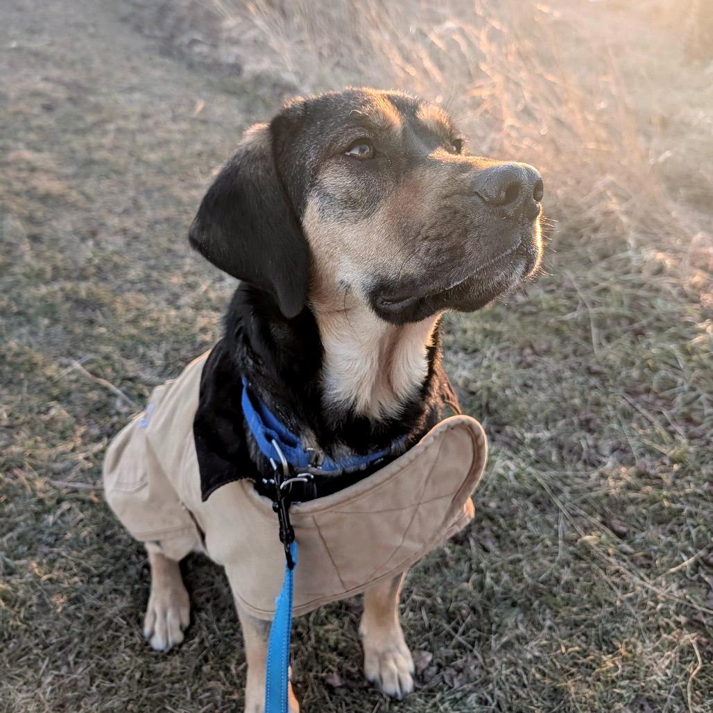 Buddy, a Adoptable Mixed Breed in Dover, NH image 1/6