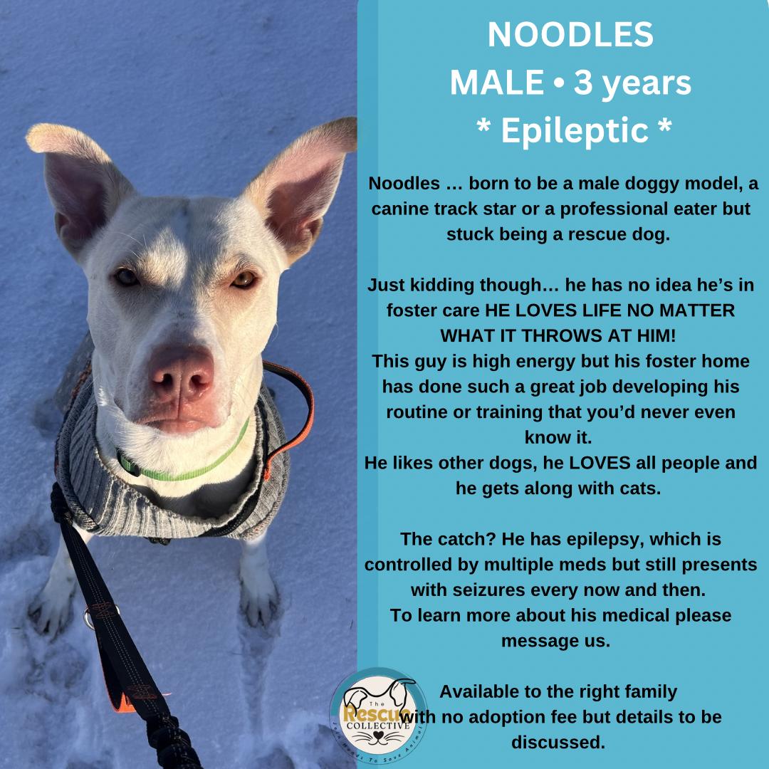 Enlarge Noodles, a Adoptable mixed breed in Clive, AB image 1/1