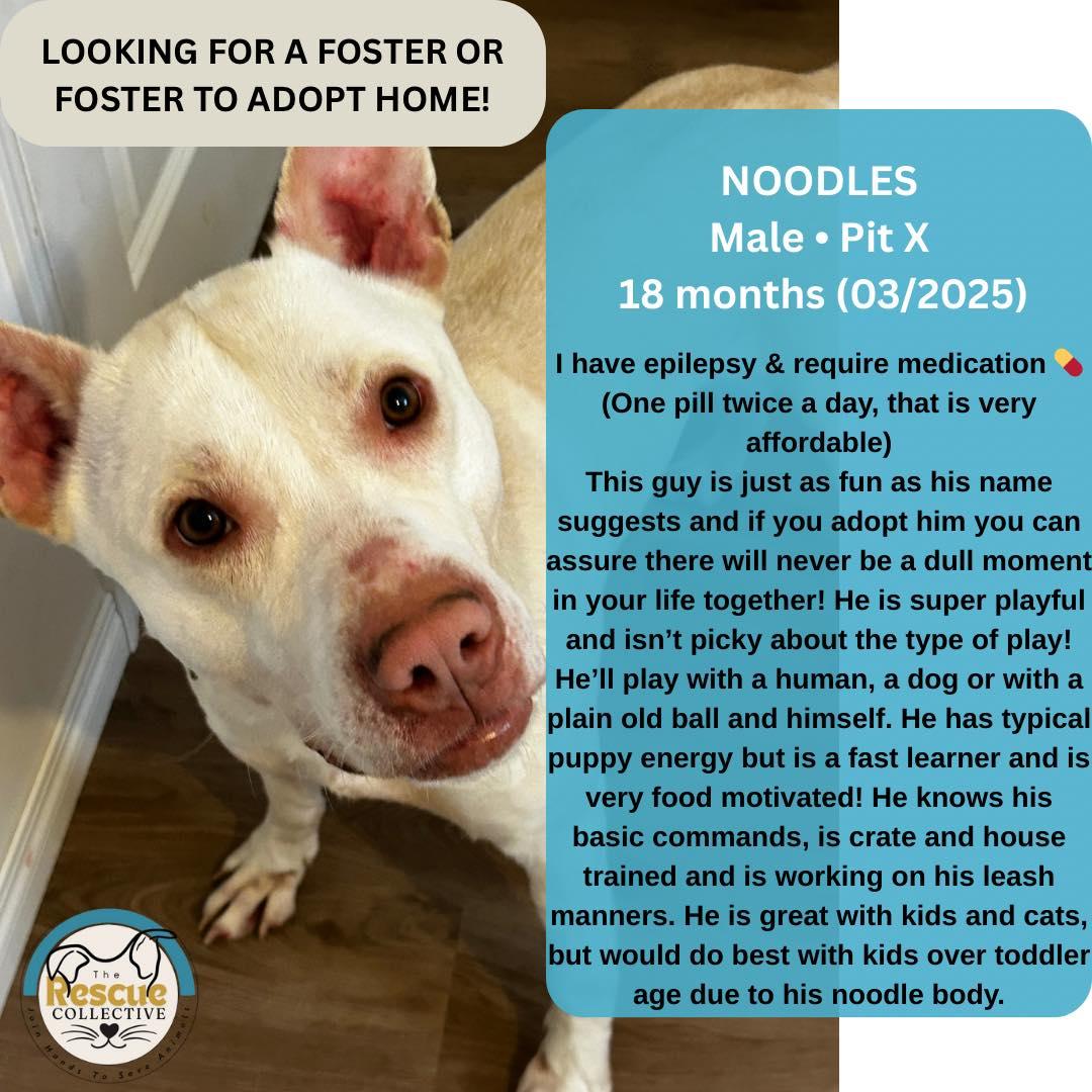 Noodles, Adoptable, Young Male Pit Bull Terrier.