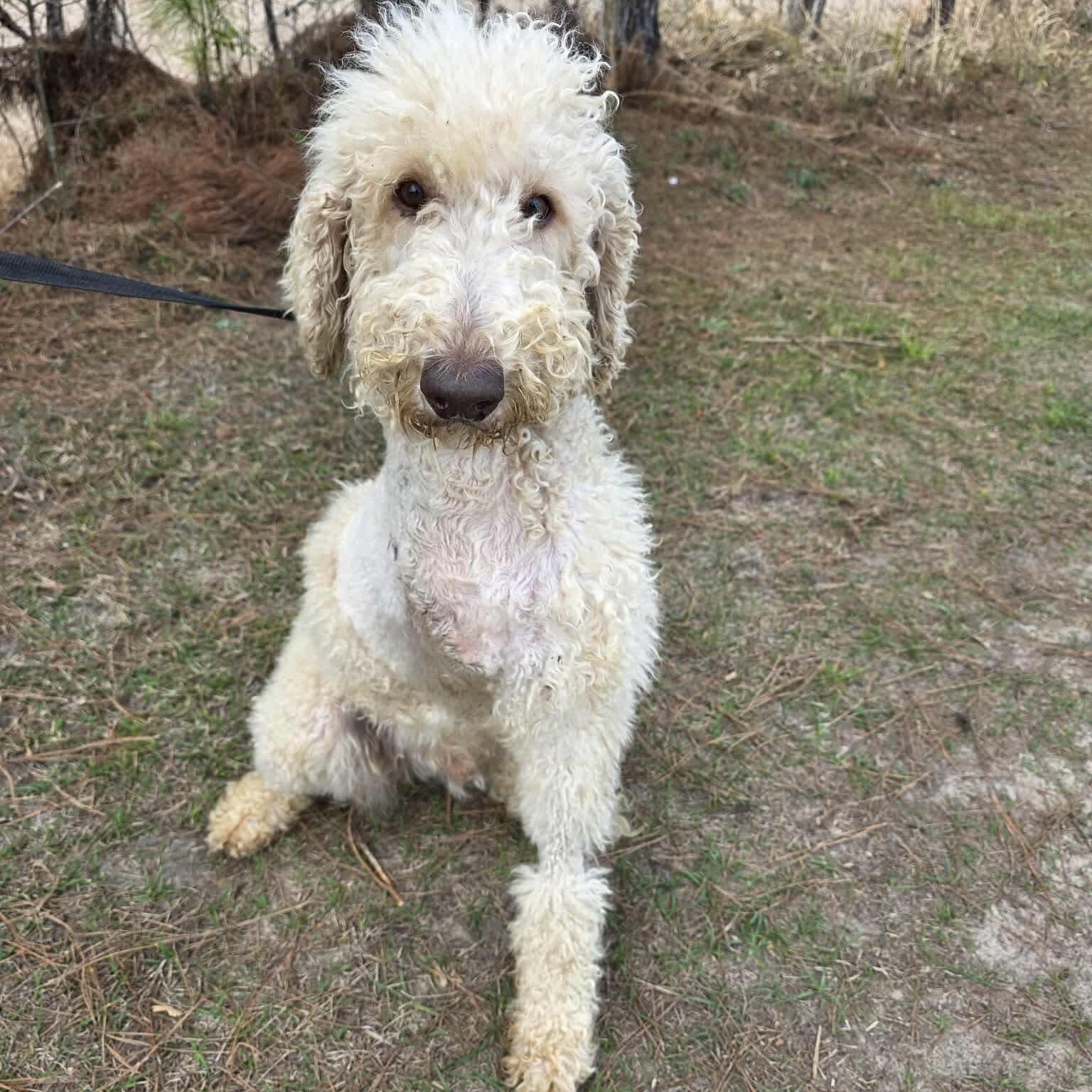Enlarge Hansel, an adopted Goldendoodle in Hartford, CT image 6/6