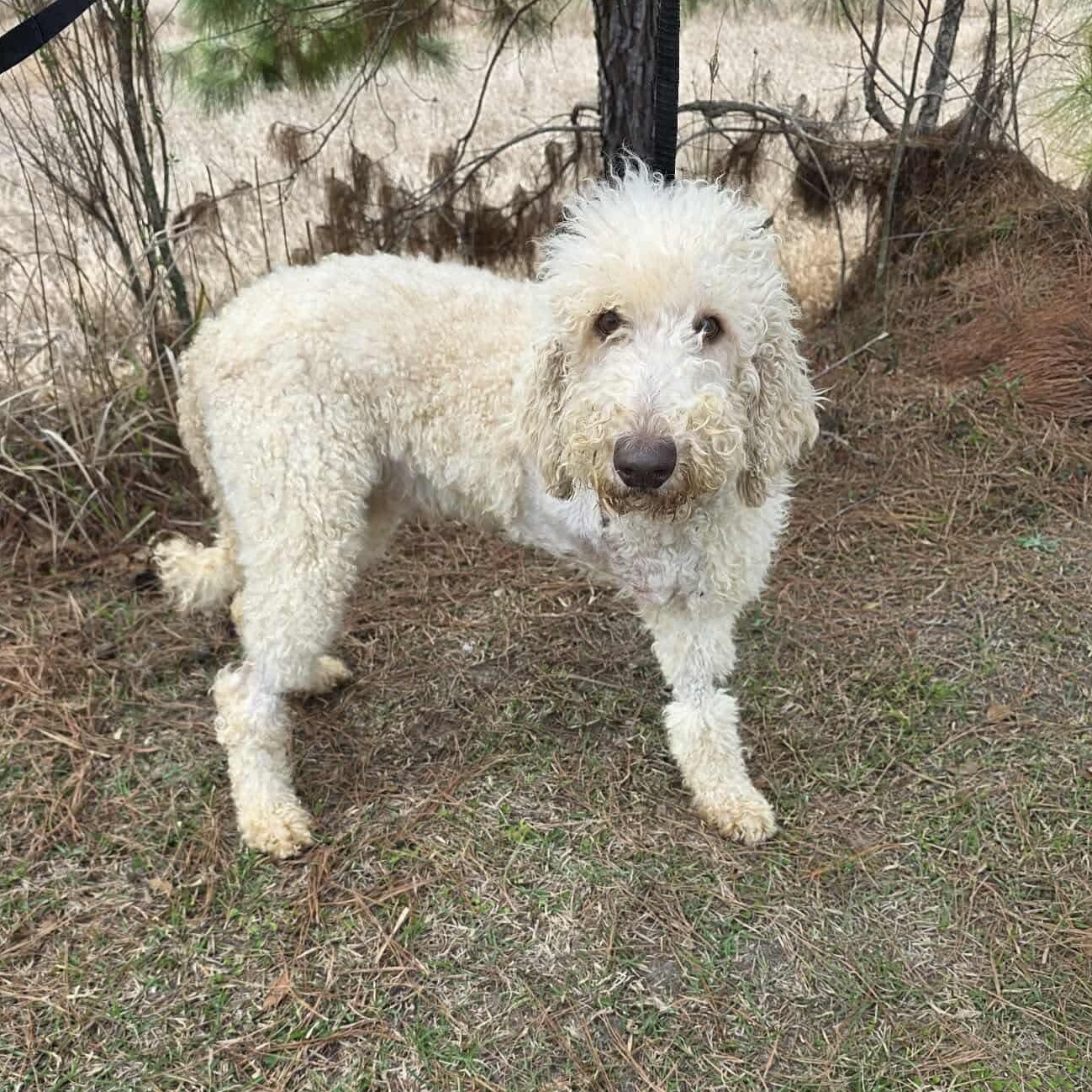 Enlarge Hansel, an adopted Goldendoodle in Hartford, CT image 2/6