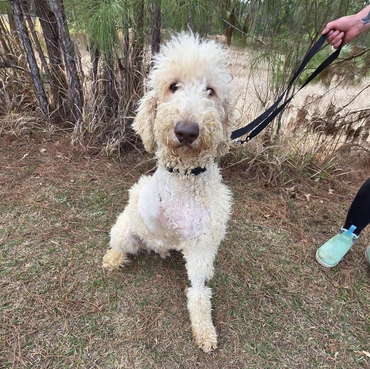 Enlarge Hansel, an adopted Goldendoodle in Hartford, CT image 5/6