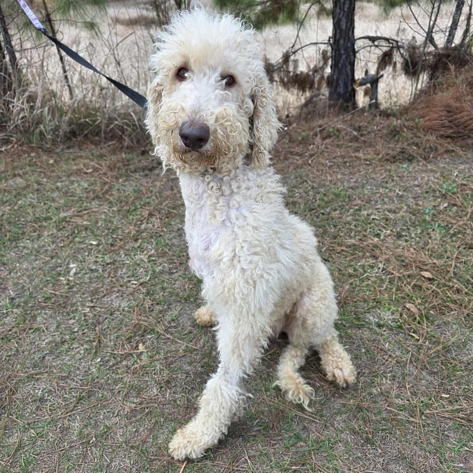 Hansel, Adoptable, Young Male Goldendoodle.