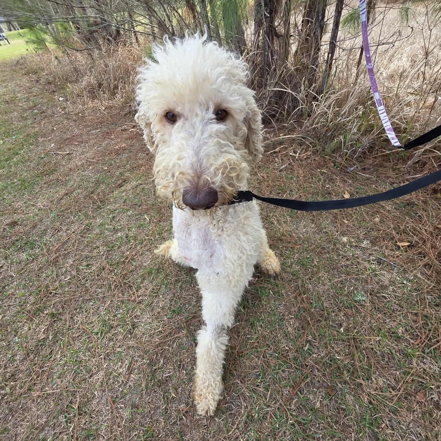 Enlarge Hansel, an adopted Goldendoodle in Hartford, CT image 4/6
