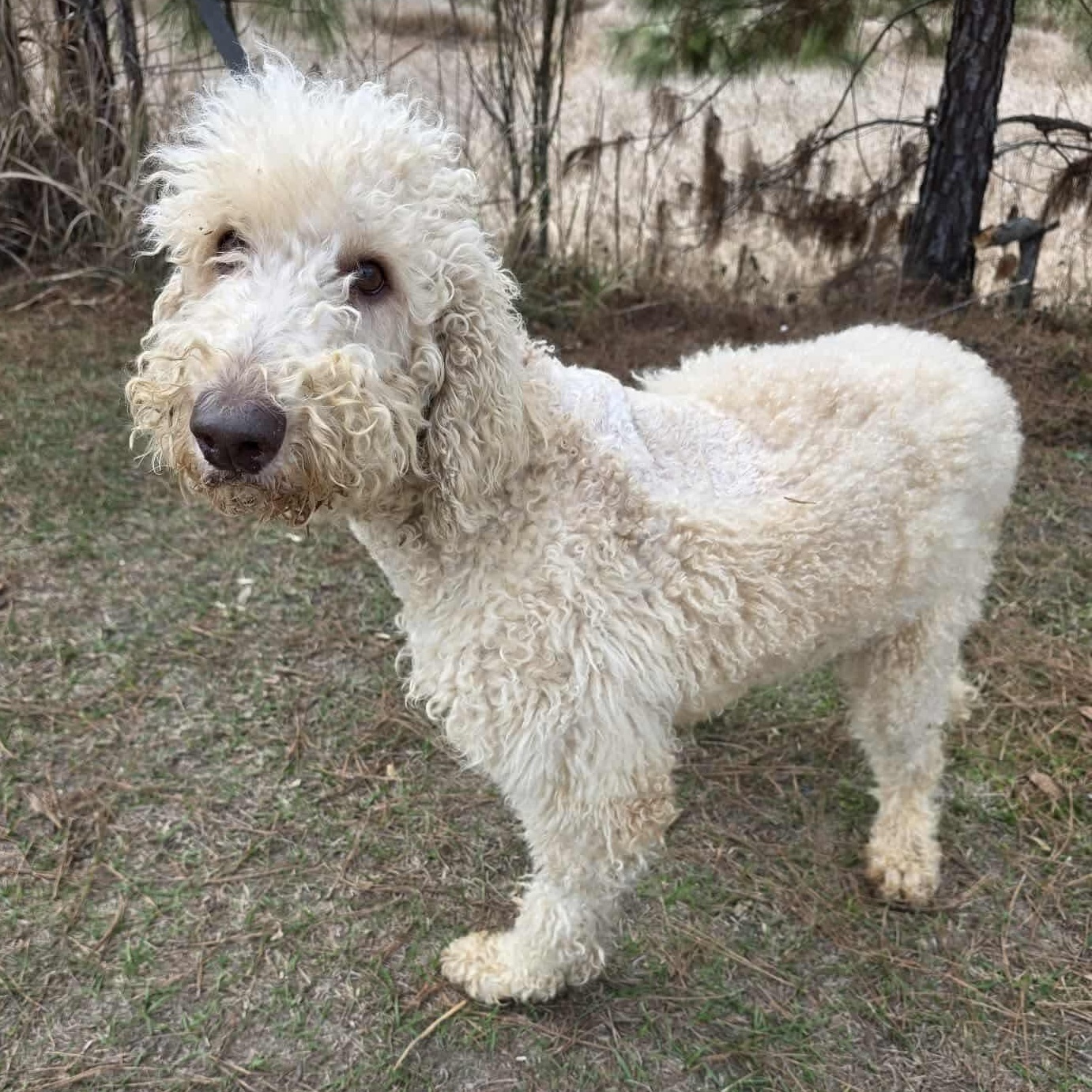 Enlarge Hansel, an adopted Goldendoodle in Hartford, CT image 3/6