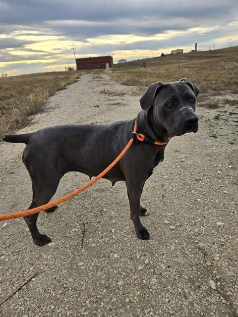 Enlarge BRANDY, a Adoptable Pit Bull Terrier in Casper, WY image 1/1