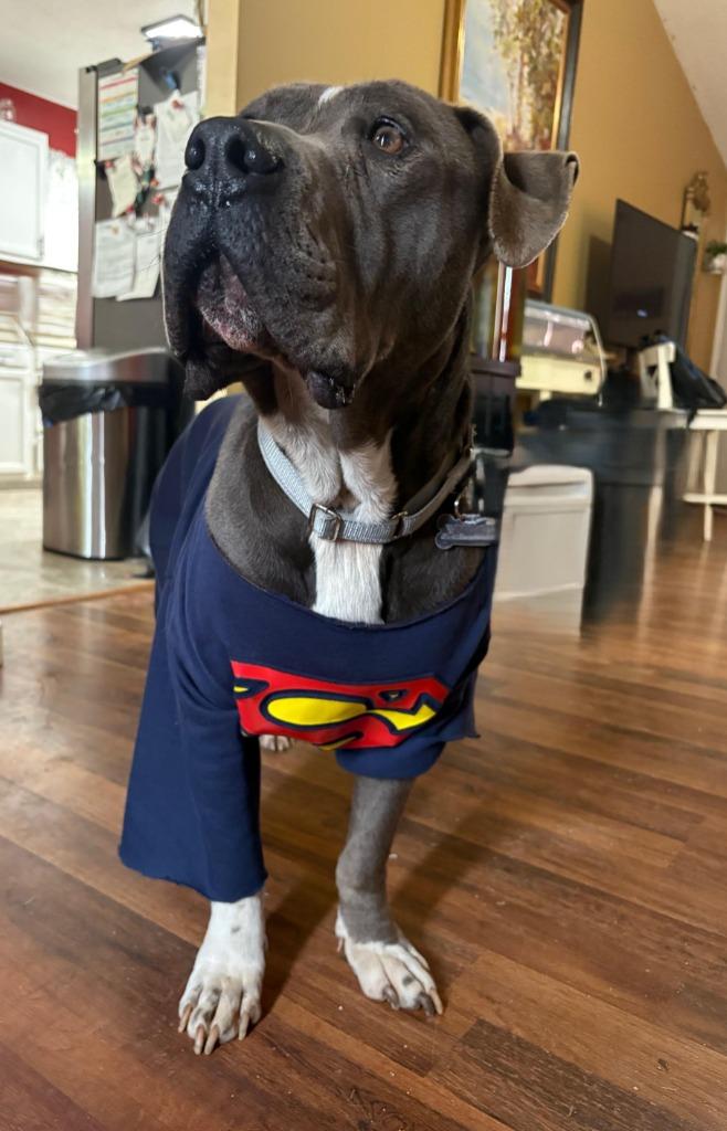 Enlarge Super Man IN FOSTER, a Adoptable mixed breed in Danielsville, GA image 1/5