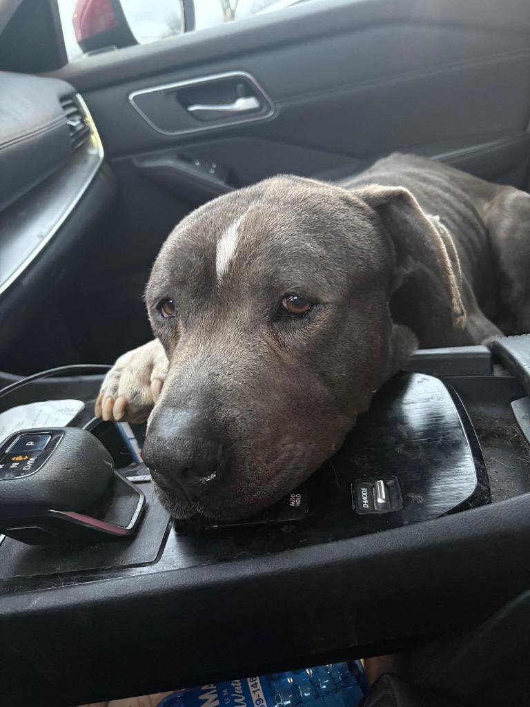 Enlarge Super Man IN FOSTER, a Adoptable mixed breed in Danielsville, GA image 2/5