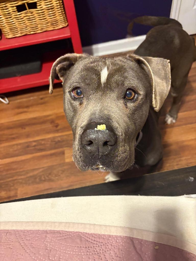 Enlarge Super Man IN FOSTER, a Adoptable mixed breed in Danielsville, GA image 3/5