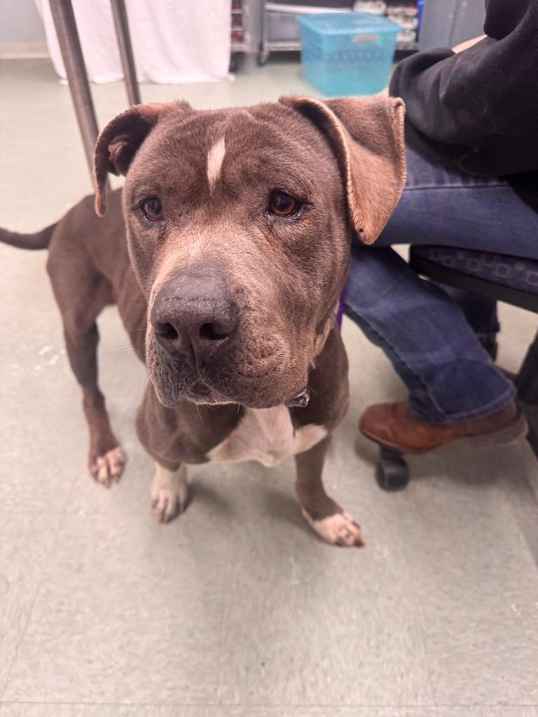 Enlarge Super Man IN FOSTER, a Adoptable mixed breed in Danielsville, GA image 4/5