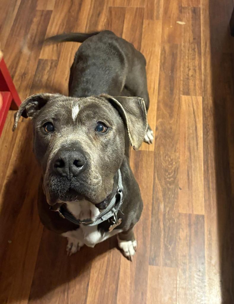 Enlarge Super Man IN FOSTER, a Adoptable mixed breed in Danielsville, GA image 5/5