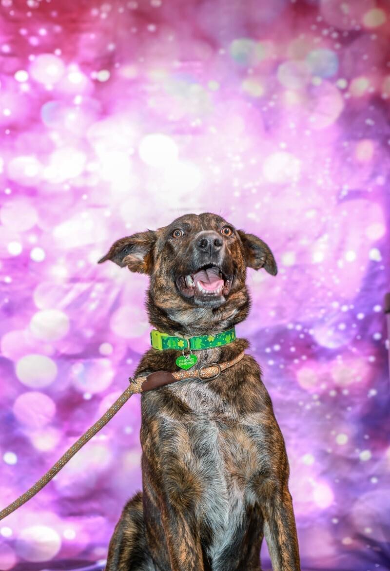 Enlarge Mary Puppins, a Adoptable mixed breed in Van Nuys, CA image 1/6