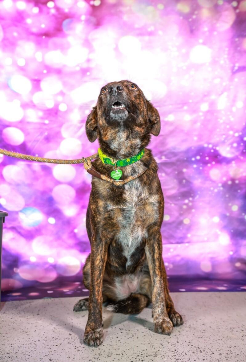 Enlarge Mary Puppins, a Adoptable mixed breed in Van Nuys, CA image 2/6