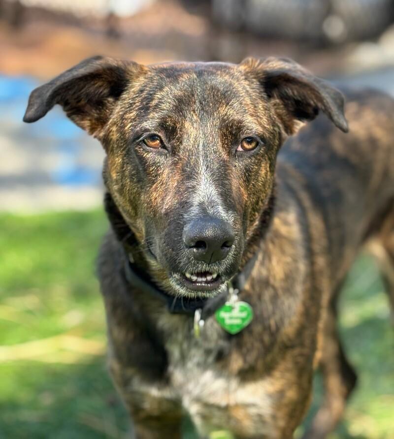Mary Puppins, Adoptable, Adult Female Cattle Dog & German Shepherd Dog.