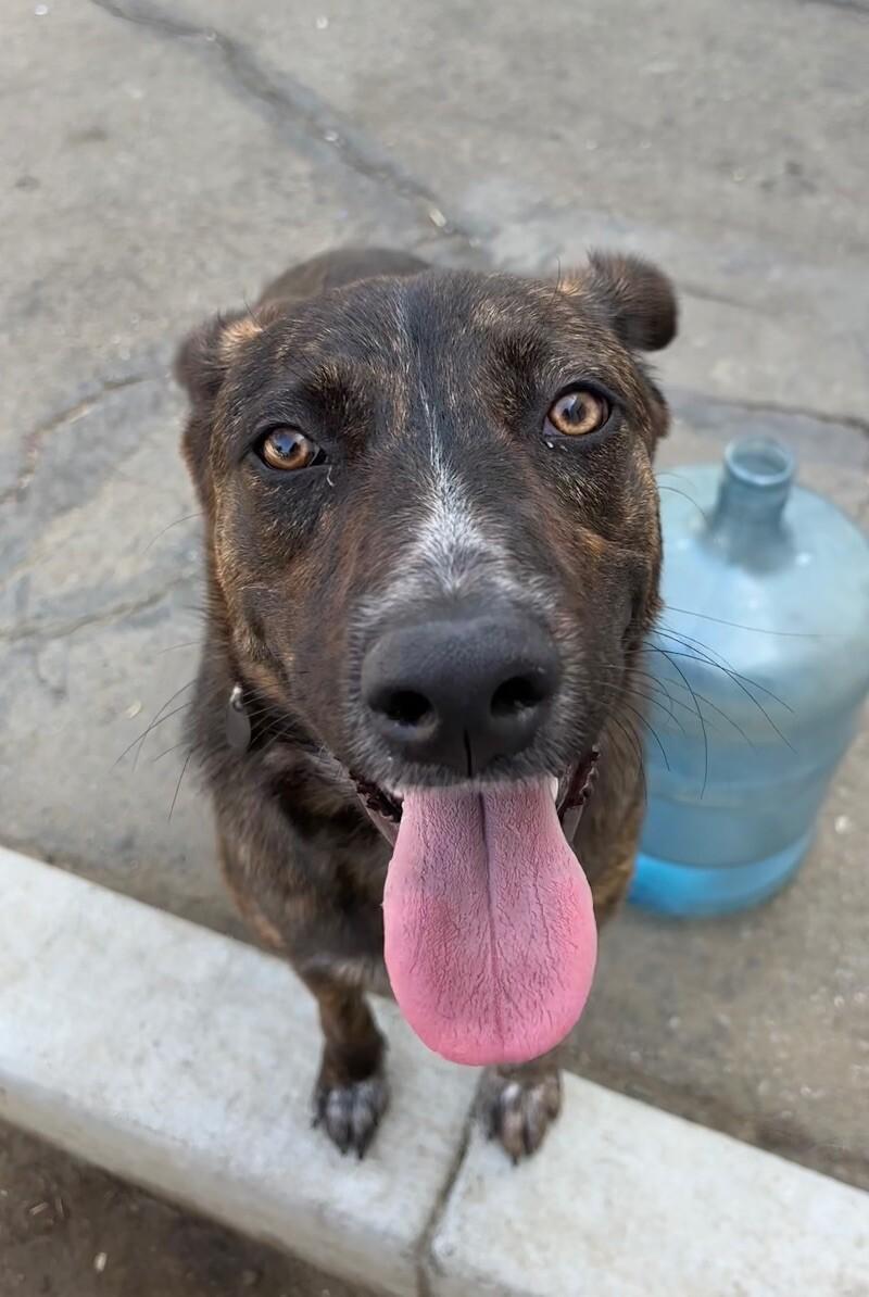 Enlarge Mary Puppins, a Adoptable mixed breed image 3/6