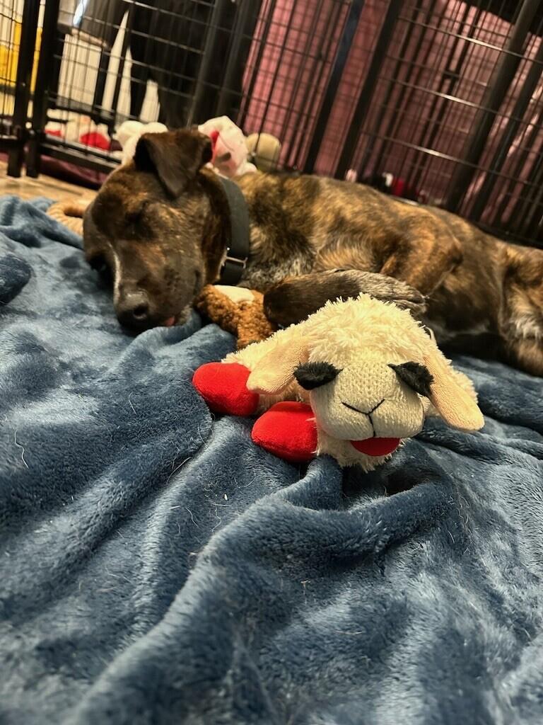 Enlarge Mary Puppins, a Adoptable mixed breed image 4/6