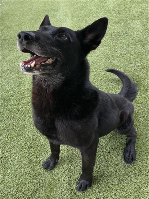 Enlarge DOZER, a Adoptable mixed breed in Newton, NC image 1/1