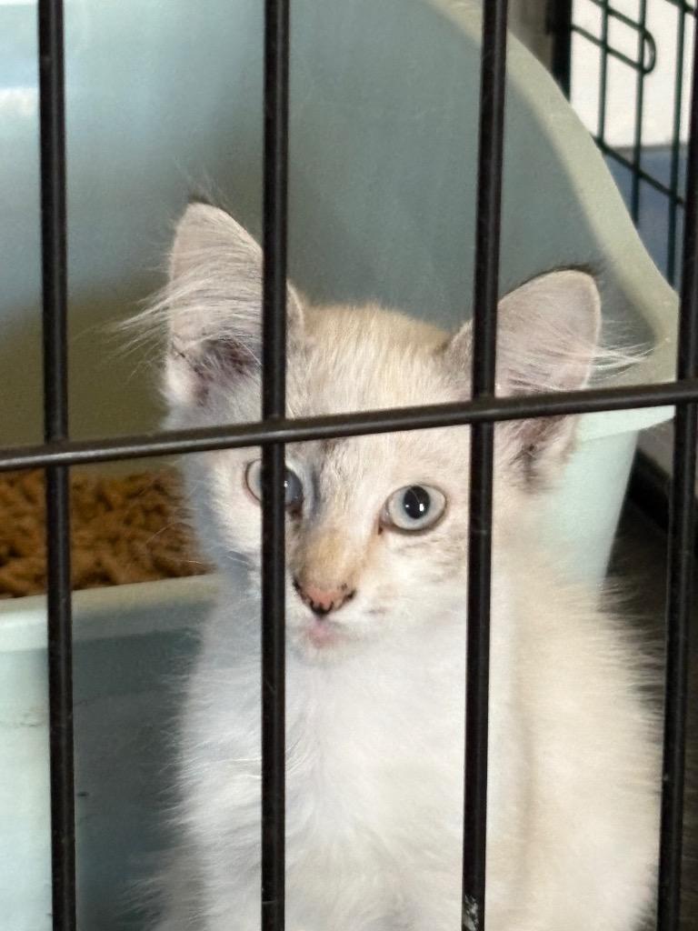 Enlarge Squeaky, a Adopted Siamese in Wauchula, FL image 1/1
