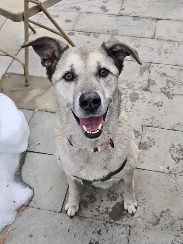 Enlarge Scoobee, a Adoptable mixed breed in Millersville, MD image 1/3