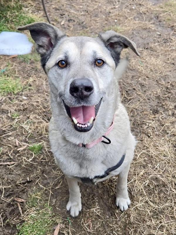 Enlarge Scoobee, a Adoptable mixed breed in Millersville, MD image 2/3