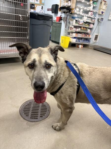 Enlarge Scoobee, a Adoptable mixed breed in Millersville, MD image 3/3