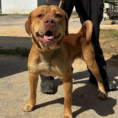 BUSCH JR, Adoptable, Young Male American Staffordshire Terrier & Mixed Breed.
