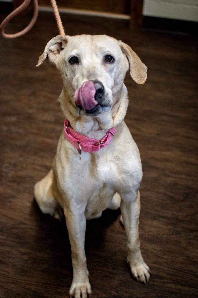 Nora, Adoptable, Senior Female Labrador Retriever.
