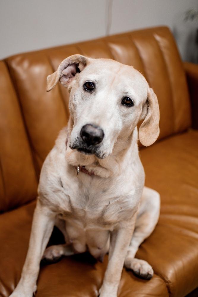 Enlarge Nora, a Adoptable mixed breed in Frankfort, NY image 3/6