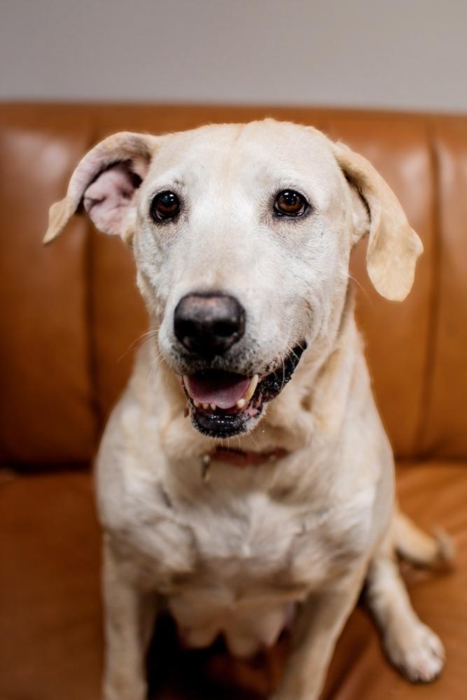 Enlarge Nora, a Adoptable mixed breed in Frankfort, NY image 5/6
