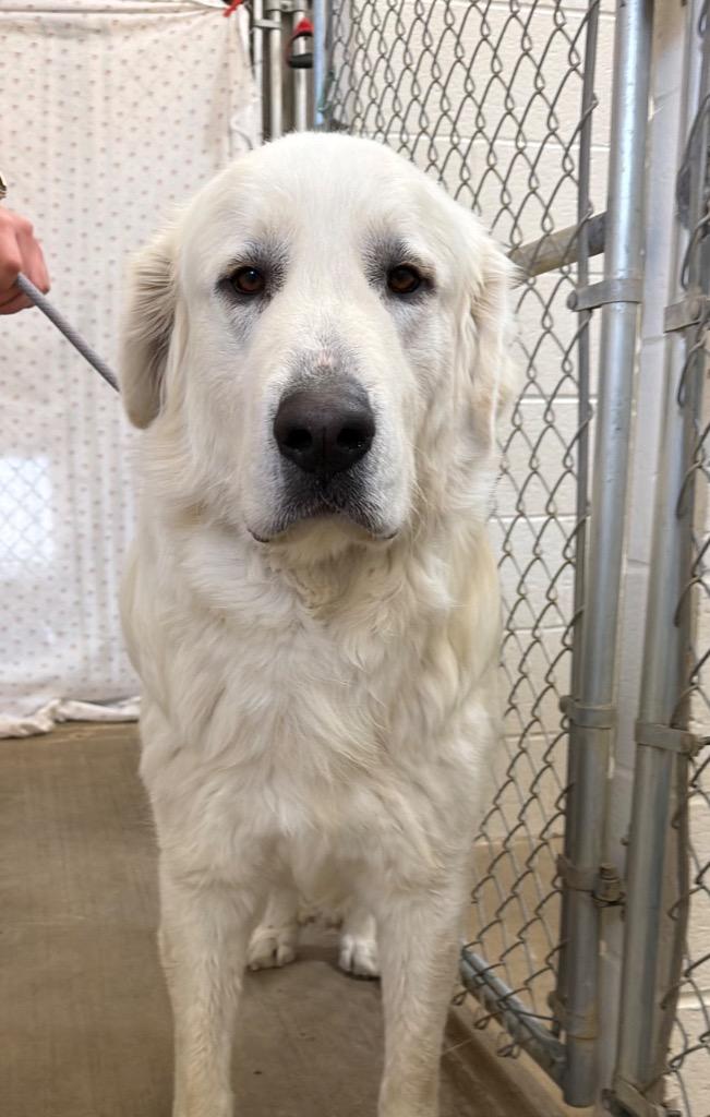 Bones, Adoptable, Adult Male Great Pyrenees.