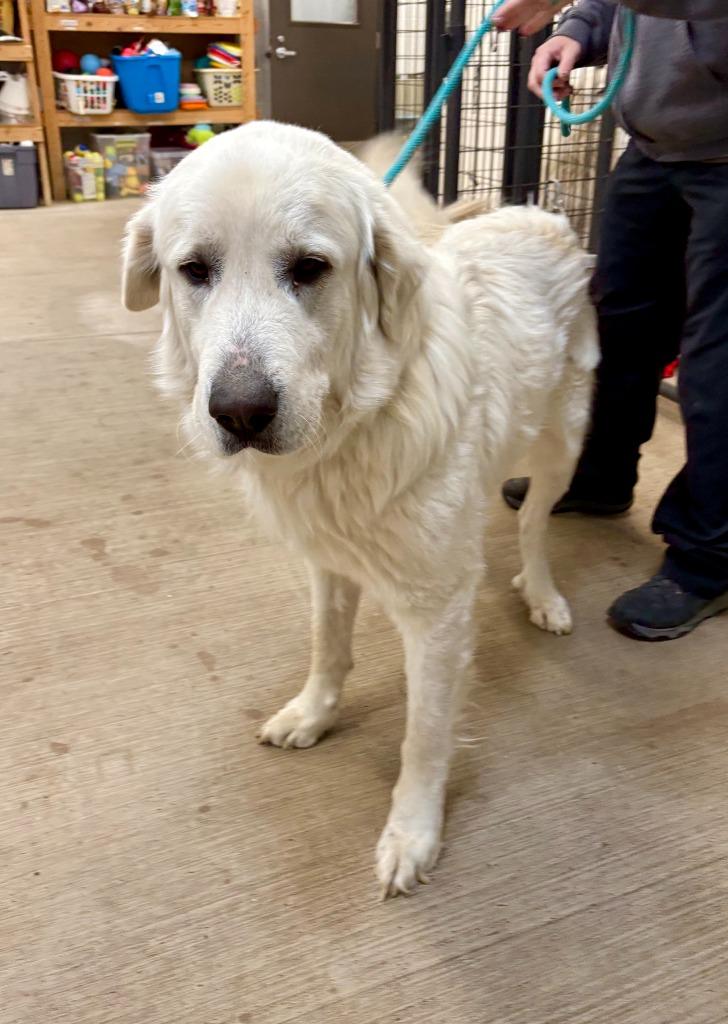 Enlarge Bones, a Adoptable Great Pyrenees in Gillette, WY image 2/2