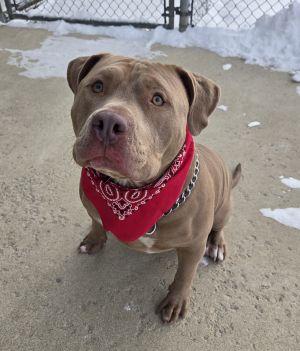 Draco, ADOPTABLE, Adult Male Pit Bull Terrier.