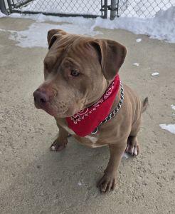 Enlarge Draco, a ADOPTABLE Pit Bull Terrier in Bucyrus, OH image 2/5