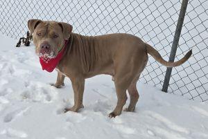 Enlarge Draco, a ADOPTABLE Pit Bull Terrier in Bucyrus, OH image 3/5