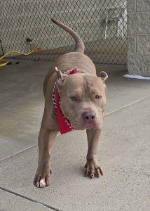 Enlarge Draco, a ADOPTABLE Pit Bull Terrier in Bucyrus, OH image 4/5