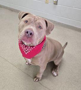 Enlarge Draco, a ADOPTABLE Pit Bull Terrier in Bucyrus, OH image 5/5