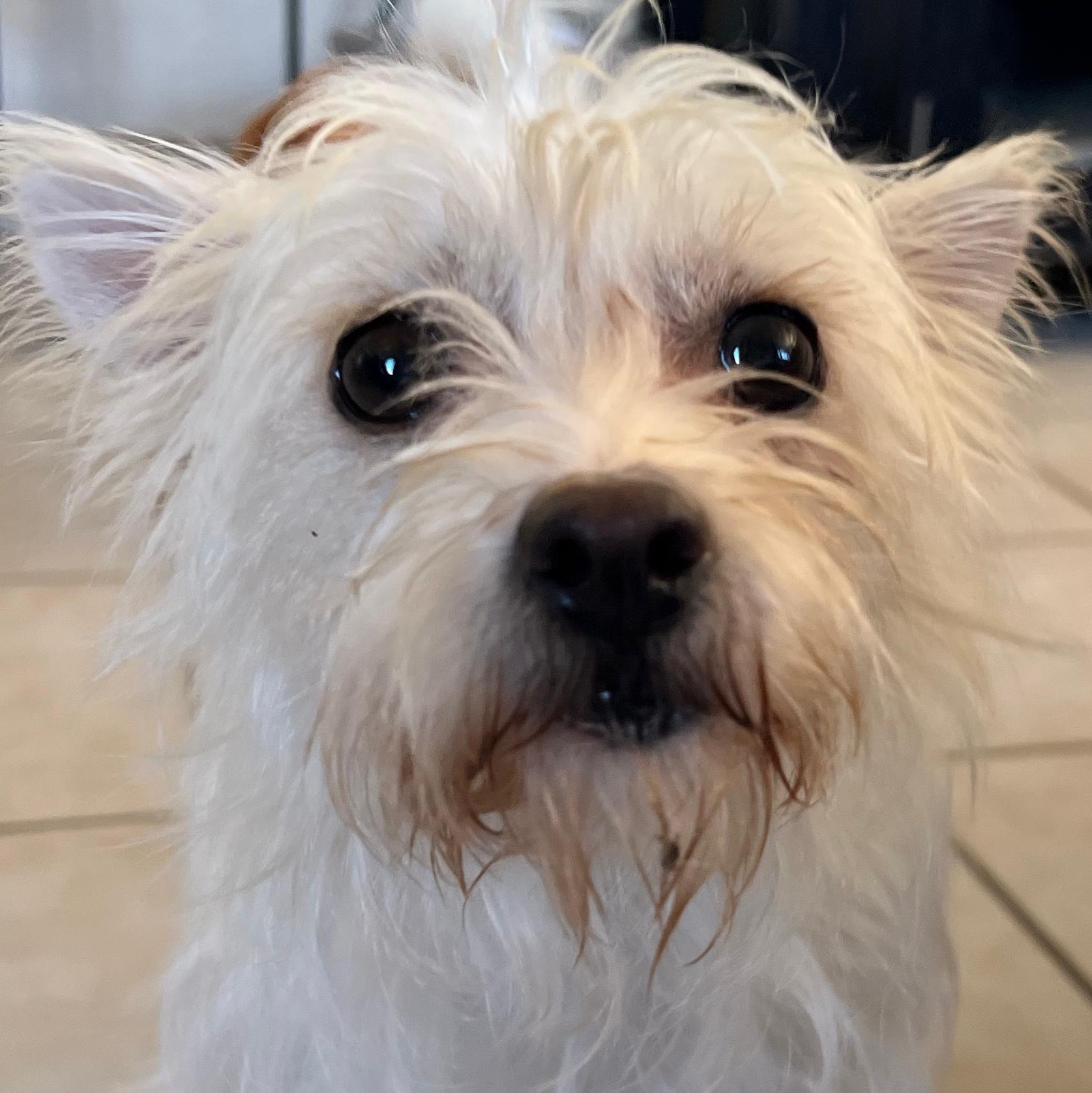 Enlarge Twinky , a ADOPTABLE mixed breed in San Diego, CA image 1/4