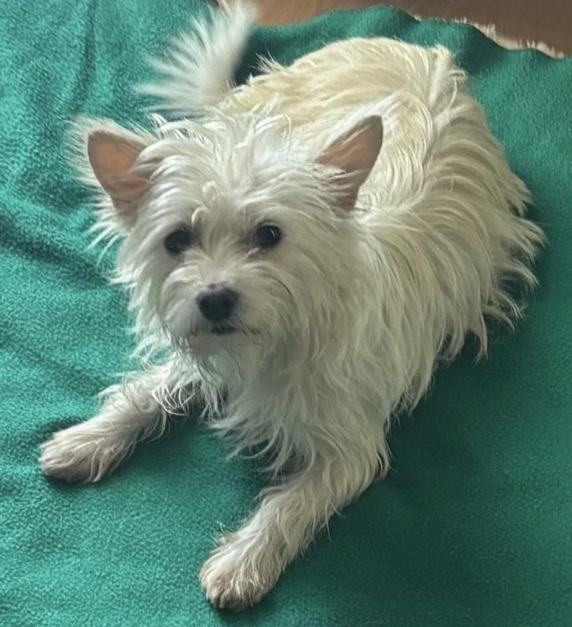 Enlarge Twinky , a ADOPTABLE mixed breed in San Diego, CA image 1/2