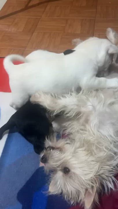 Enlarge Twinky , a ADOPTABLE mixed breed in San Diego, CA video 2/2