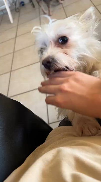 Enlarge Twinky , a ADOPTABLE mixed breed in San Diego, CA video 4/4