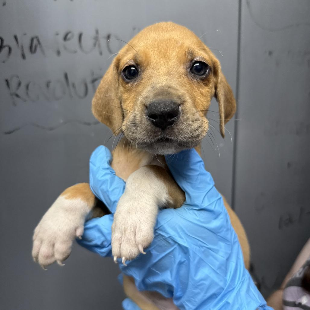 Autolux, Adoptable, Puppy Male Black Mouth Cur & Treeing Walker Coonhound.
