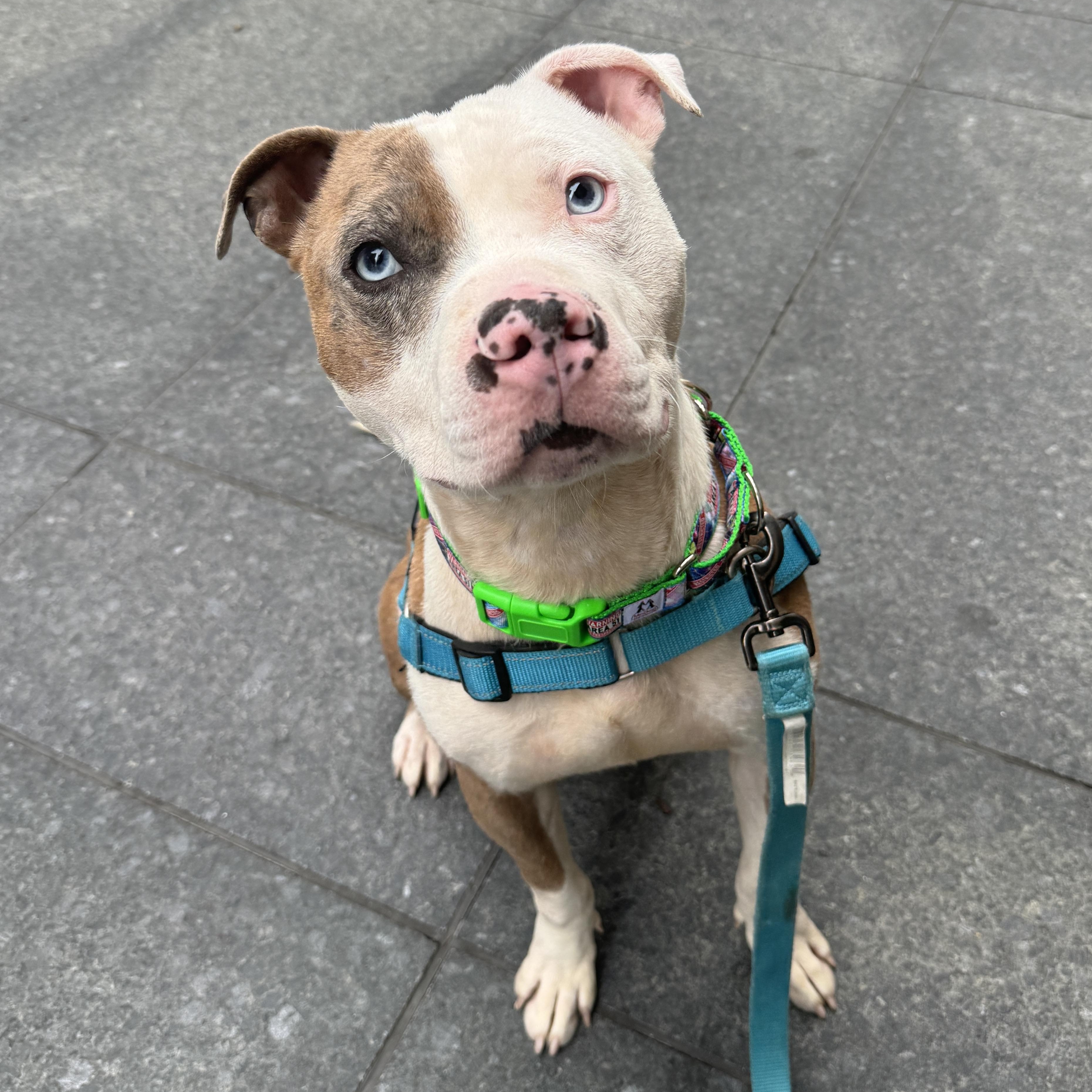 Enlarge Kilo, an adopted Pit Bull Terrier in Philadelphia, PA image 1/2