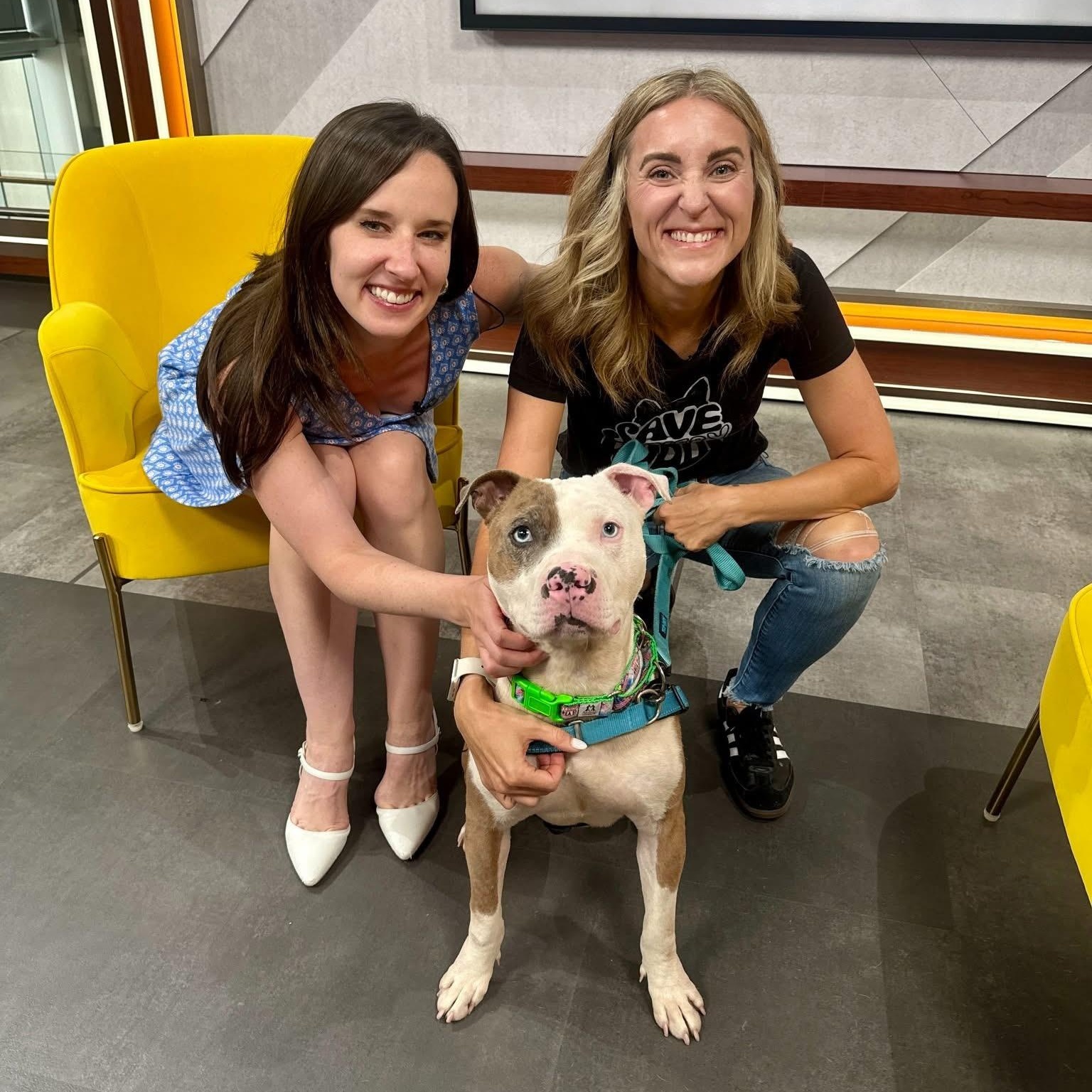 Enlarge Kilo, an adopted Pit Bull Terrier in Philadelphia, PA image 2/2