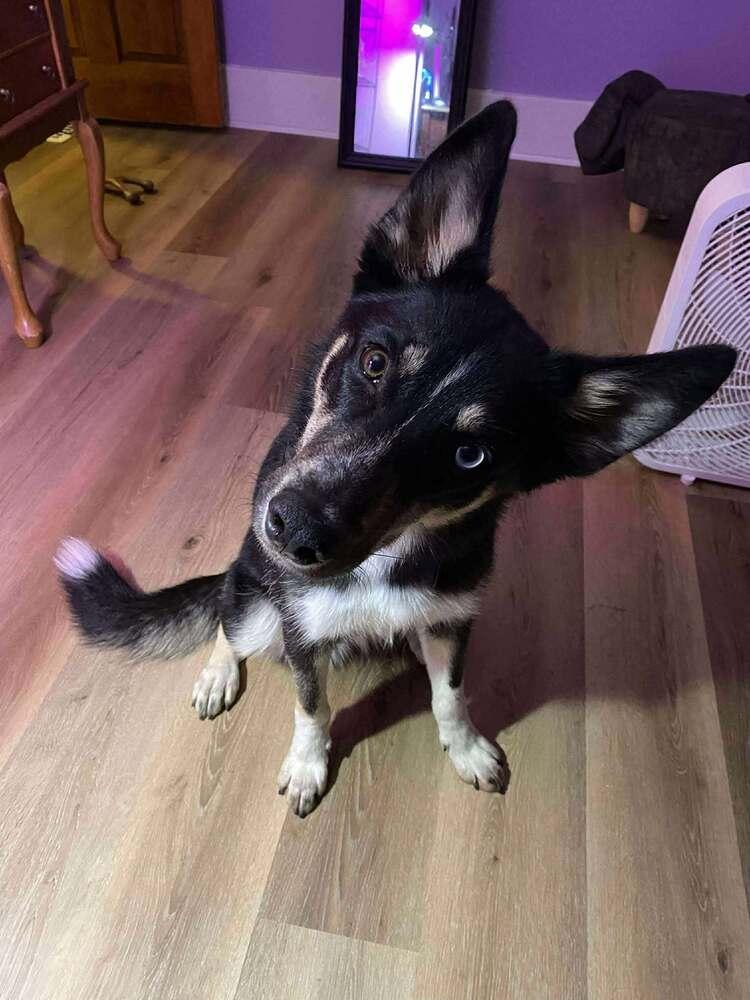 Blair, a Adoptable mixed breed in New Baltimore, MI image 1/2