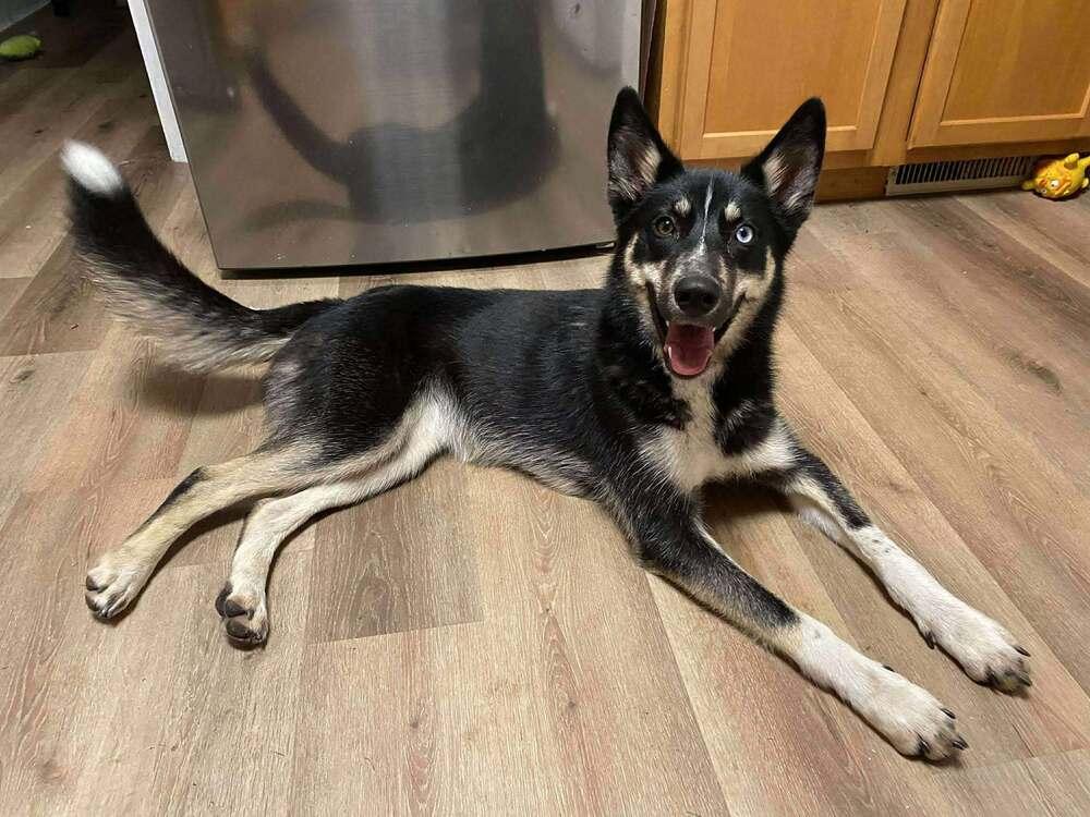 Blair, a Adoptable mixed breed in New Baltimore, MI image 2/2