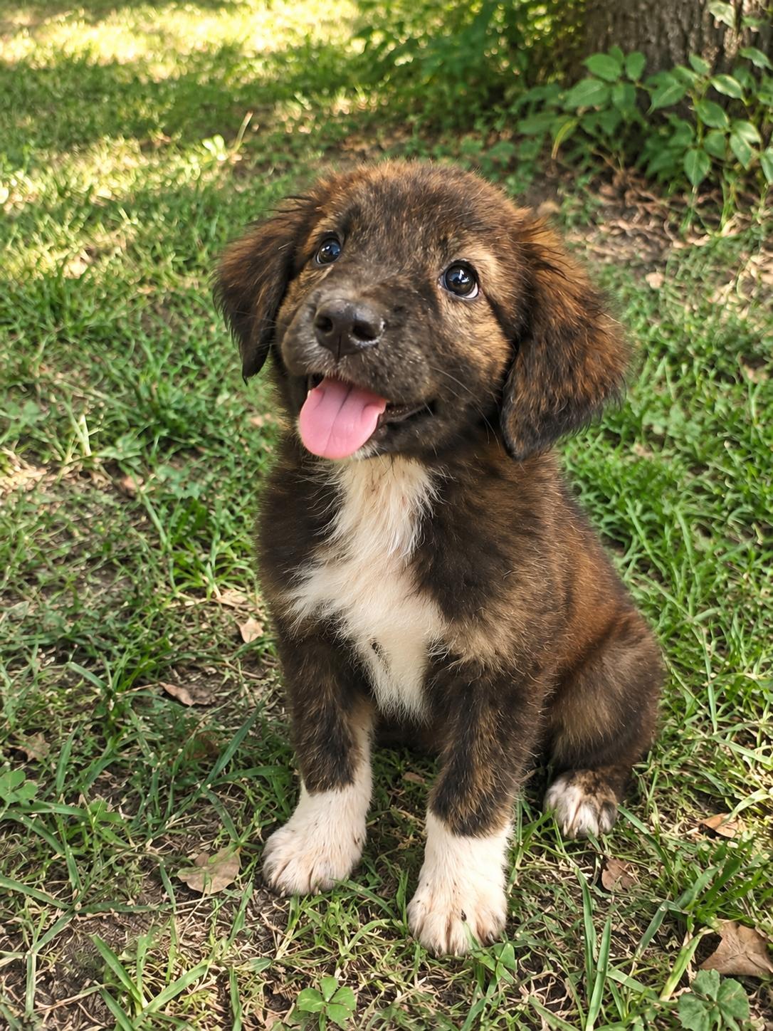 Enlarge Buster Brown, a Adopted mixed breed in Dallas, TX image 1/3
