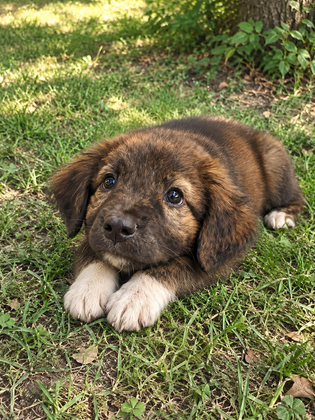 Enlarge Buster Brown, a Adopted mixed breed in Dallas, TX image 2/3
