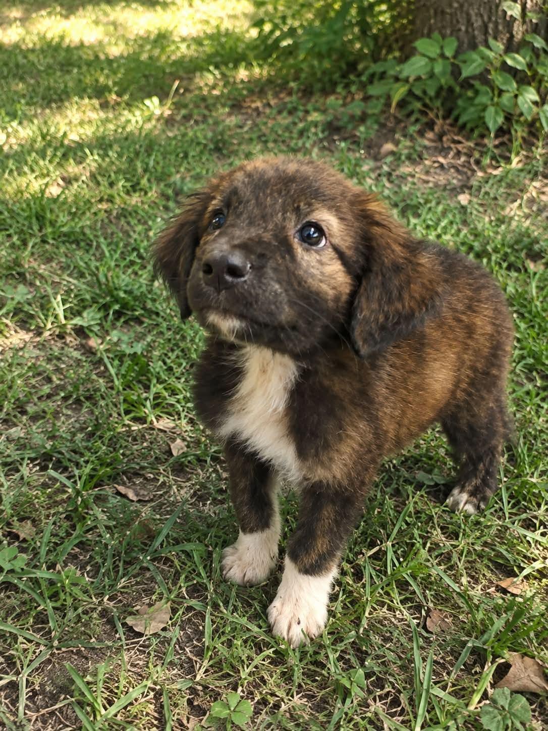 Enlarge Buster Brown, a Adopted mixed breed in Dallas, TX image 3/3