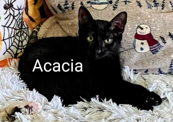 Acacia, adoptable, Adult Female Domestic Short Hair.