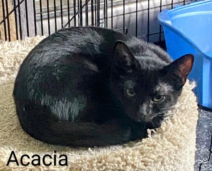 Acacia, a Adoptable Domestic Short Hair image 3/4